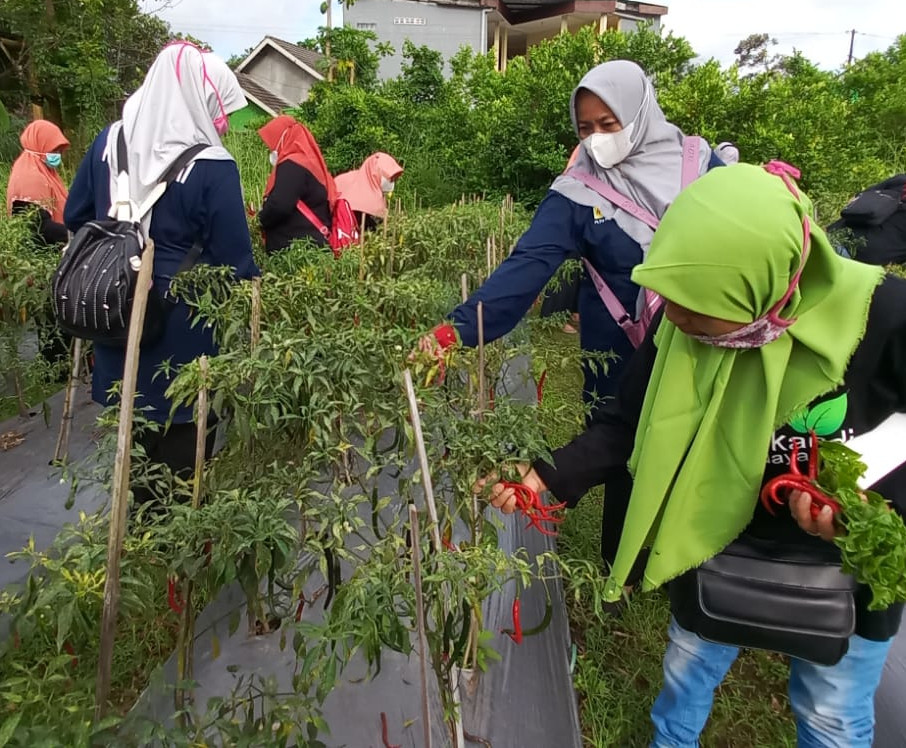 Wisata petik sayur